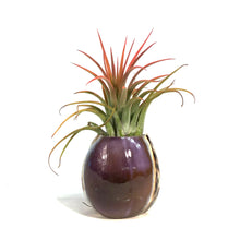 Load image into Gallery viewer, Tillandsia Ionantha Mounted on Purple Cowry Shell
