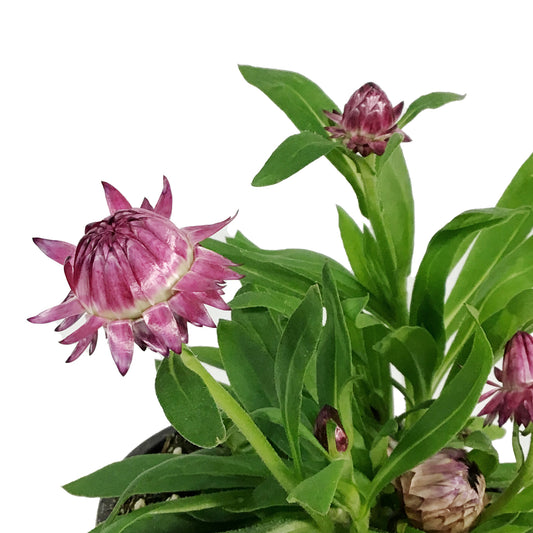 Annual, 4in, Strawflower