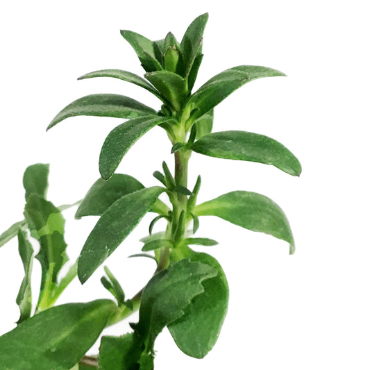 Annual, 4in, Scaevola