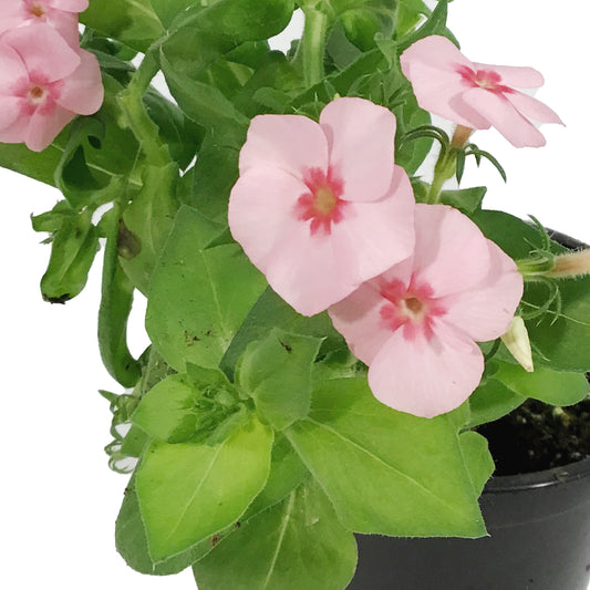Annual, 4in, Phlox