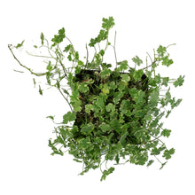 Load image into Gallery viewer, Pennywort, 5in, Variegated
