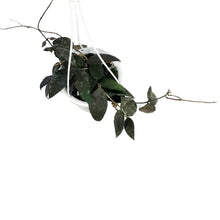 Load image into Gallery viewer, Hoya, 4.5in HB, Caudata Sumatra