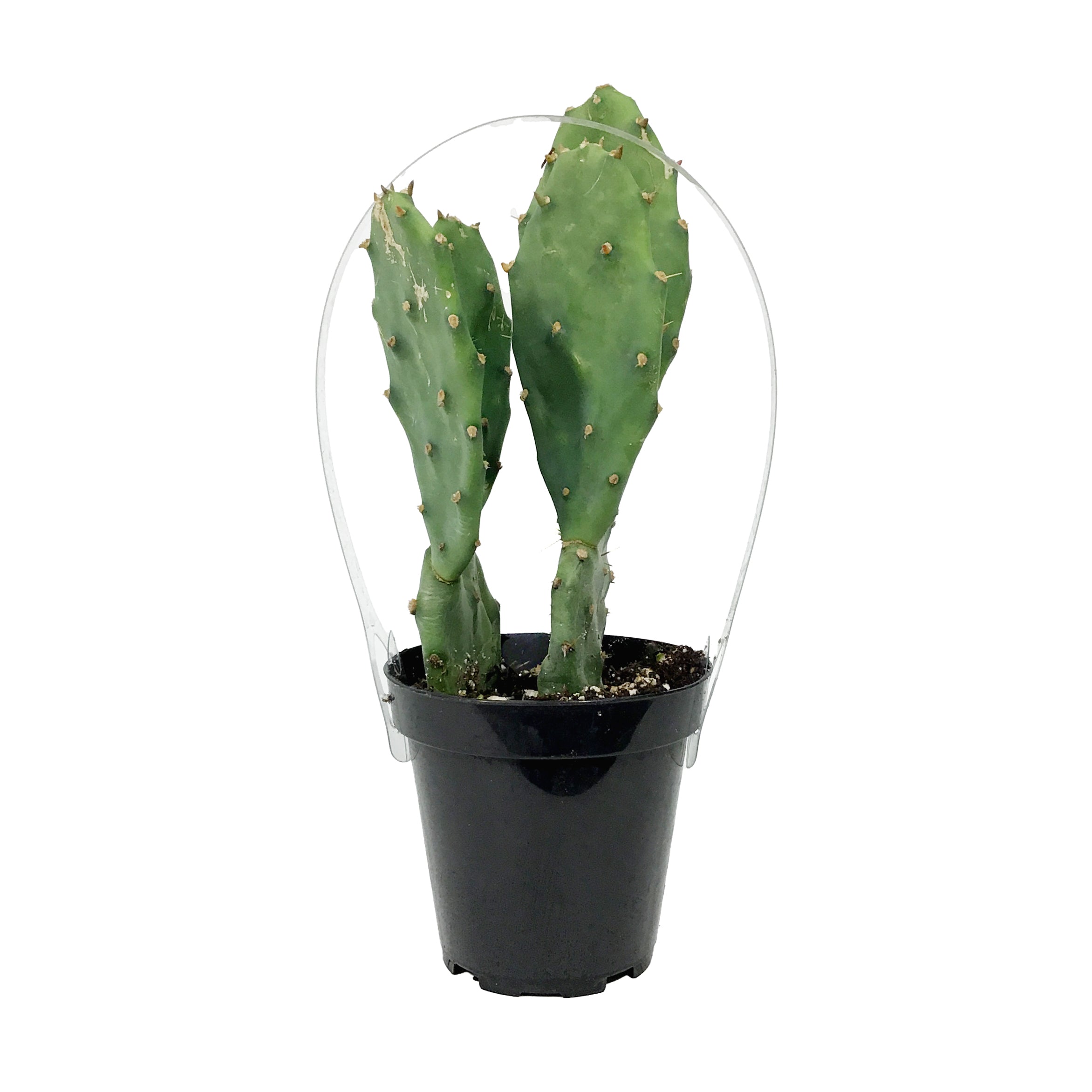 Cactus, 9cm, Opuntia 'Goblin' – Floral Acres Greenhouse