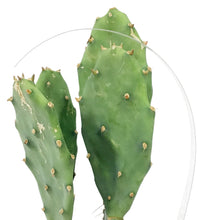 Load image into Gallery viewer, Cactus, 9cm, Opuntia 'Goblin'