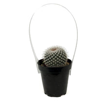 Load image into Gallery viewer, Cactus, 9cm, Mammillaria Albinata