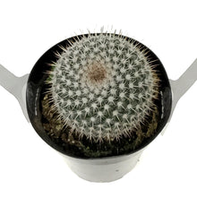 Load image into Gallery viewer, Cactus, 9cm, Mammillaria Albinata