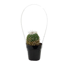 Load image into Gallery viewer, Cactus, 2.5in, Mammillaria Albinata