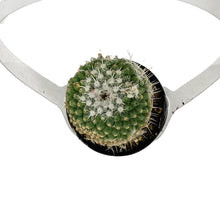 Load image into Gallery viewer, Cactus, 2.5in, Mammillaria Albinata