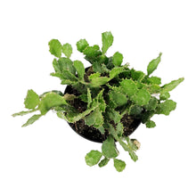 Load image into Gallery viewer, Cactus, 5in, Argentine Opuntia
