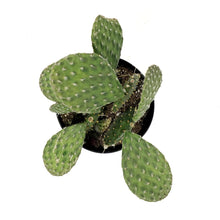 Load image into Gallery viewer, Cactus, 5in, Opuntia Basilaris 'Beavertail'