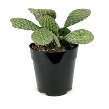 Load image into Gallery viewer, Cactus, 5in, Opuntia Basilaris 'Beavertail'