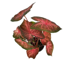 Load image into Gallery viewer, Caladium, 5in, Berries 'N Burgundy