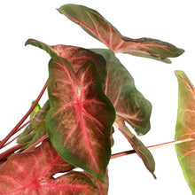 Load image into Gallery viewer, Caladium, 5in, Berries 'N Burgundy