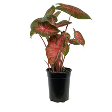 Load image into Gallery viewer, Caladium, 5in, Berries 'N Burgundy