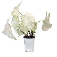 Load image into Gallery viewer, Caladium, 5in, Florida Moonlight