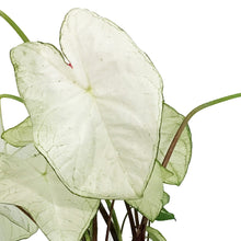 Load image into Gallery viewer, Caladium, 5in, Florida Moonlight