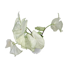 Load image into Gallery viewer, Caladium, 5in, Florida Moonlight