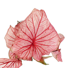 Load image into Gallery viewer, Caladium, 5in, Florida Sweetheart