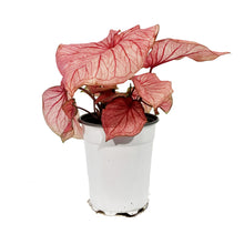 Load image into Gallery viewer, Caladium, 5in, Florida Sweetheart