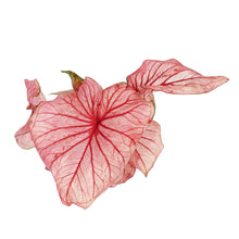 Load image into Gallery viewer, Caladium, 5in, Florida Sweetheart