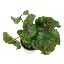 Load image into Gallery viewer, Caladium, 5in, Freckles