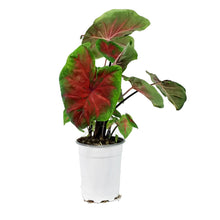 Load image into Gallery viewer, Caladium, 5in, Freida Hemple