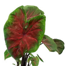 Load image into Gallery viewer, Caladium, 5in, Freida Hemple