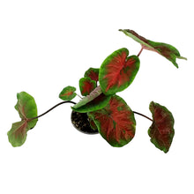 Load image into Gallery viewer, Caladium, 5in, Freida Hemple