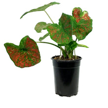 Load image into Gallery viewer, Caladium, 5in, Just Saucy