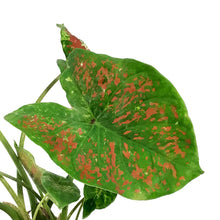 Load image into Gallery viewer, Caladium, 5in, Just Saucy