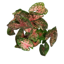 Load image into Gallery viewer, Caladium, 5in, Pink Beauty