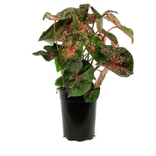 Load image into Gallery viewer, Caladium, 5in, Pink Beauty