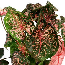 Load image into Gallery viewer, Caladium, 5in, Pink Beauty