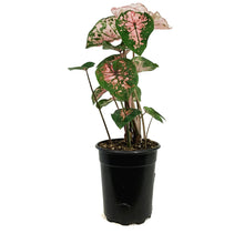 Load image into Gallery viewer, Caladium, 5in, Pink Splash