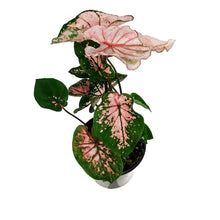 Load image into Gallery viewer, Caladium, 5in, Pink Splash
