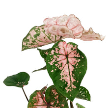 Load image into Gallery viewer, Caladium, 5in, Pink Splash