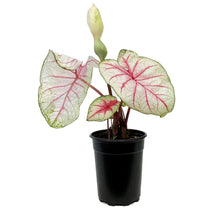 Load image into Gallery viewer, Caladium, 5in, Summer Breeze