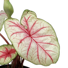 Load image into Gallery viewer, Caladium, 5in, Summer Breeze