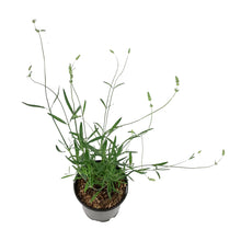 Load image into Gallery viewer, Lavender, 1 gal, English, Provence