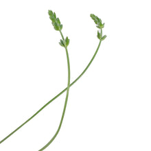Load image into Gallery viewer, Lavender, 1 gal, English, Provence
