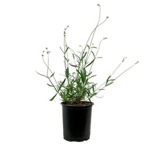 Load image into Gallery viewer, Lavender, 1 gal, English, Provence