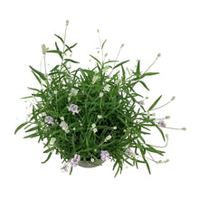 Load image into Gallery viewer, Lavender, 9in, English, Sweet Dreams