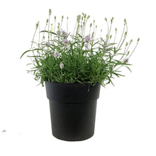 Load image into Gallery viewer, Lavender, 9in, English, Sweet Dreams