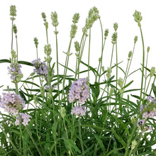 Load image into Gallery viewer, Lavender, 9in, English, Sweet Dreams