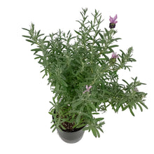 Load image into Gallery viewer, Lavender, 6in, Spanish, Anouk Standard