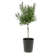 Load image into Gallery viewer, Lavender, 6in, Spanish, Anouk Standard