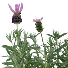 Load image into Gallery viewer, Lavender, 6in, Spanish, Anouk Standard
