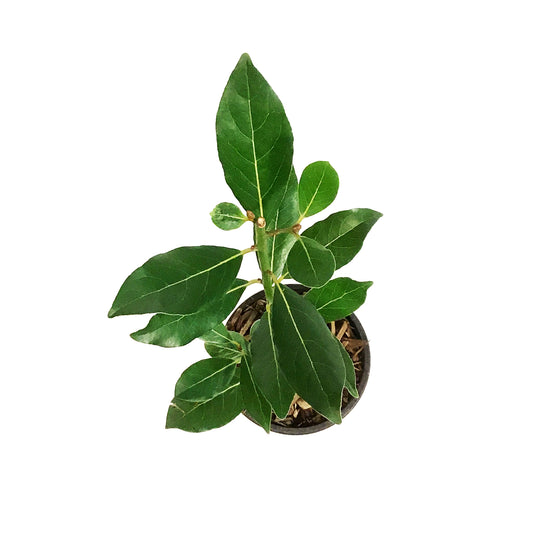 Bay Laurel, 9cm