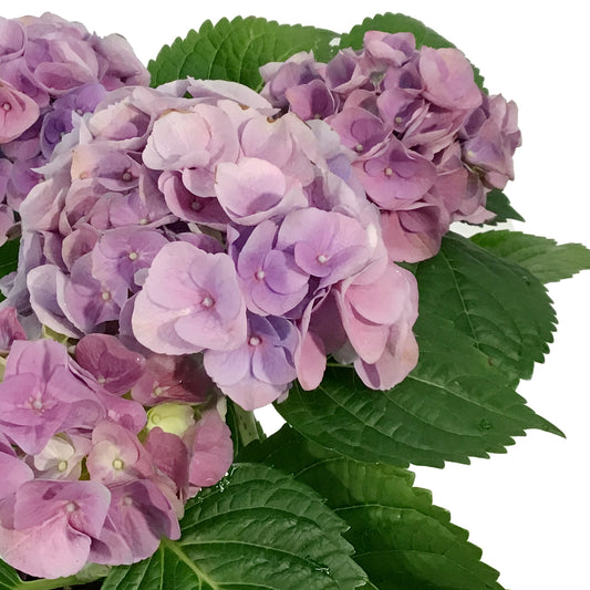Hydrangea, 1 gal, HI™ River Blue