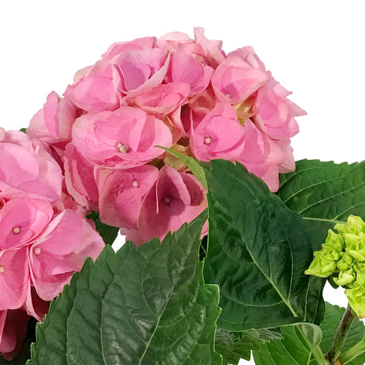 Hydrangea, 1 gal, HI™ River Pink